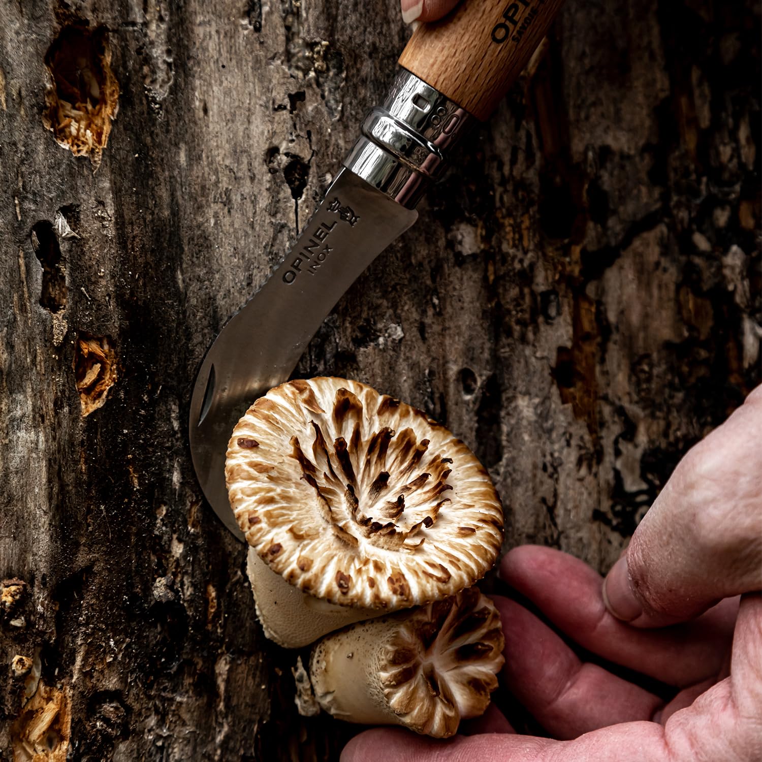 OPINEL No.8 Mushroom Folding Knife Gift Box – Foraging Knife & Sheath in Pencil Box - Image 3